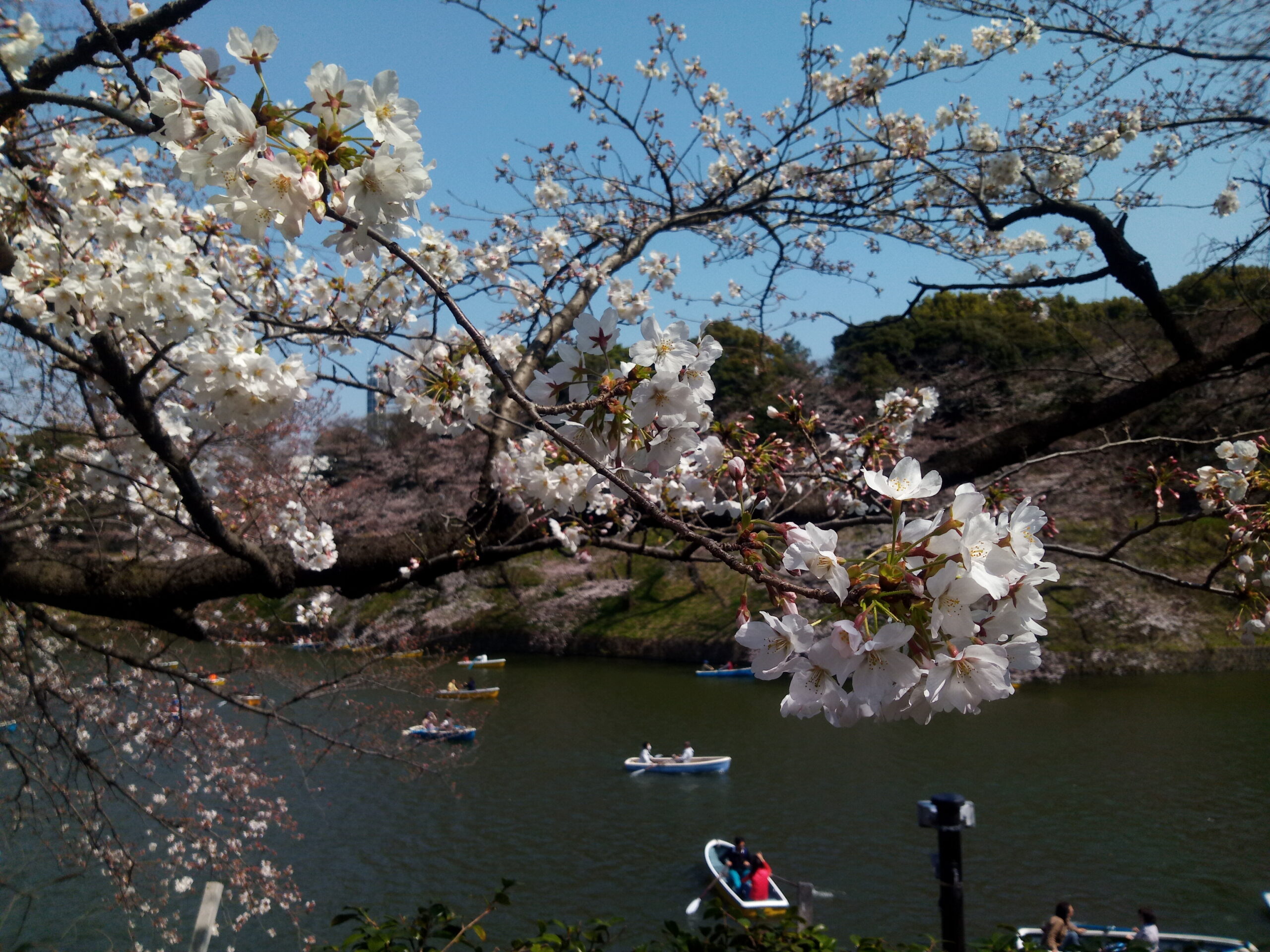 Fiori di ciliegio a chidorigafuchi, Tokyo