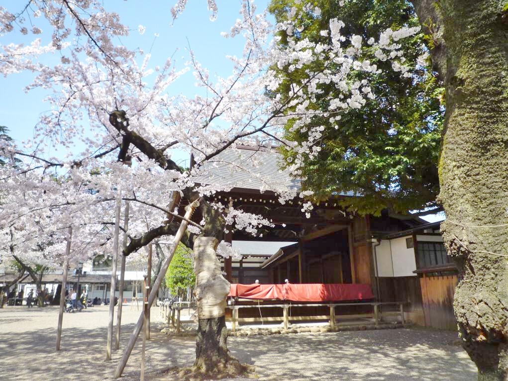il campione di fiori di ciliegio al santuario yasukuni