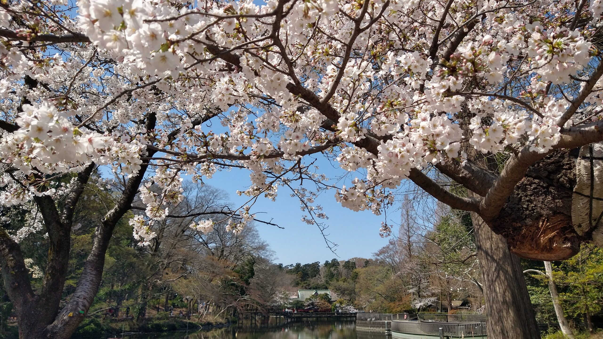 fiori di ciliegio parco inokashira