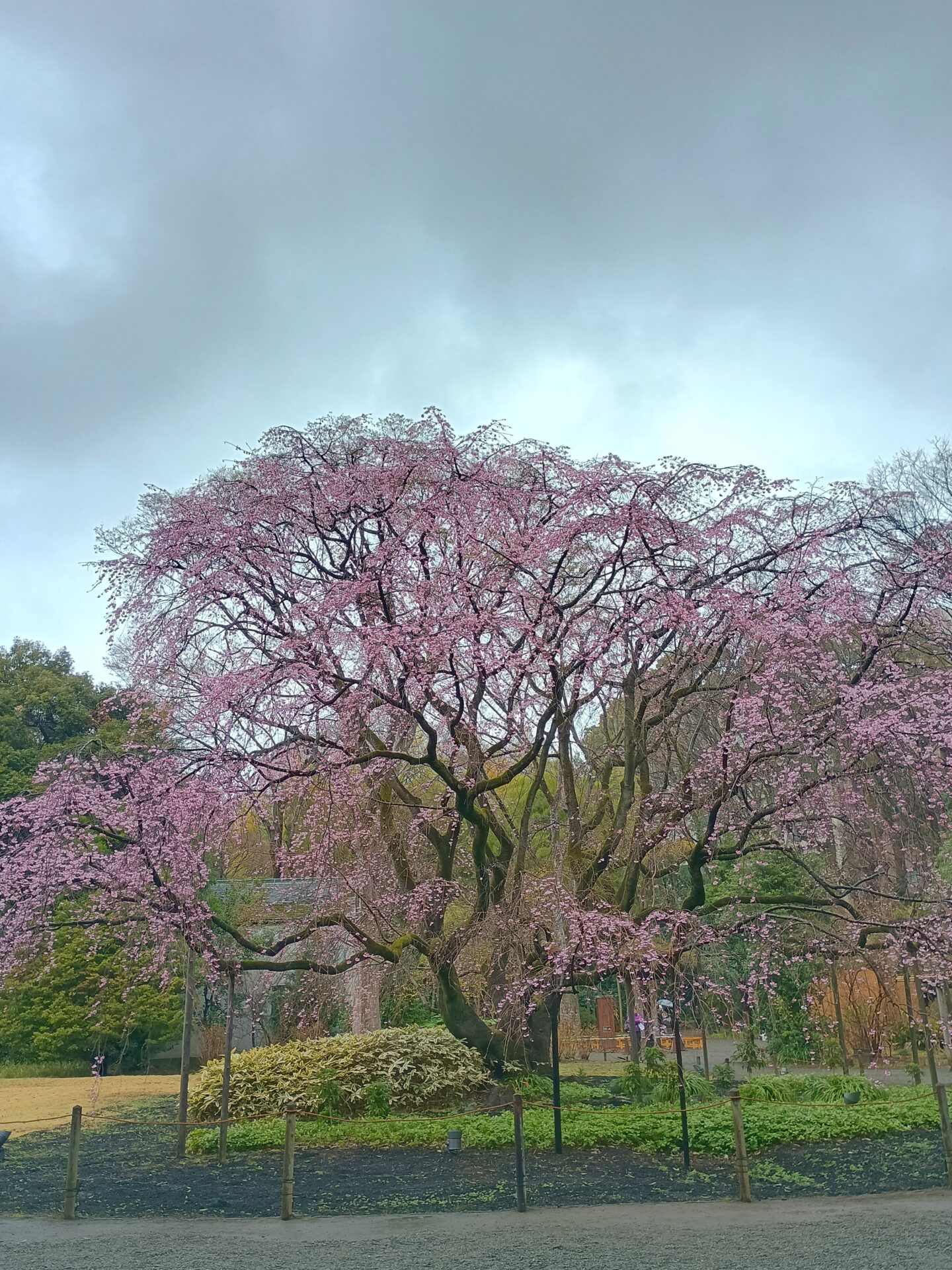 -giardino-rikugien-fiori-di-ciliegio-piangente-shidarezakura-Edohigan